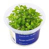 Bacopa caroliniana - roślina do akwarium