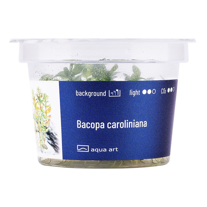 Bacopa caroliniana - roślina do akwarium