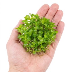 Bacopa caroliniana - roślina do akwarium