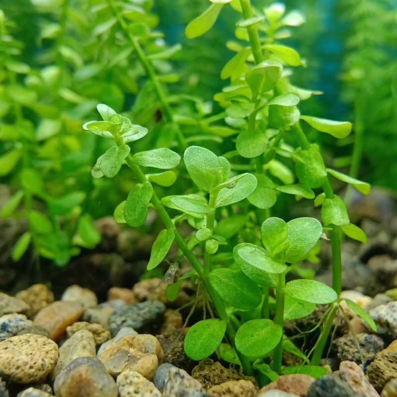 Bacopa caroliniana - roślina do akwarium
