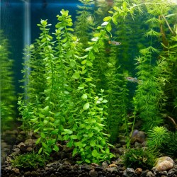 Bacopa caroliniana - roślina do akwarium