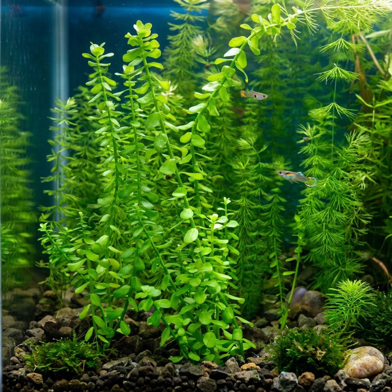 Bacopa caroliniana - roślina do akwarium