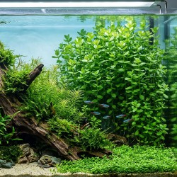 Bacopa caroliniana - roślina do akwarium