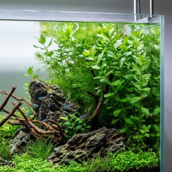 Bacopa caroliniana - roślina do akwarium
