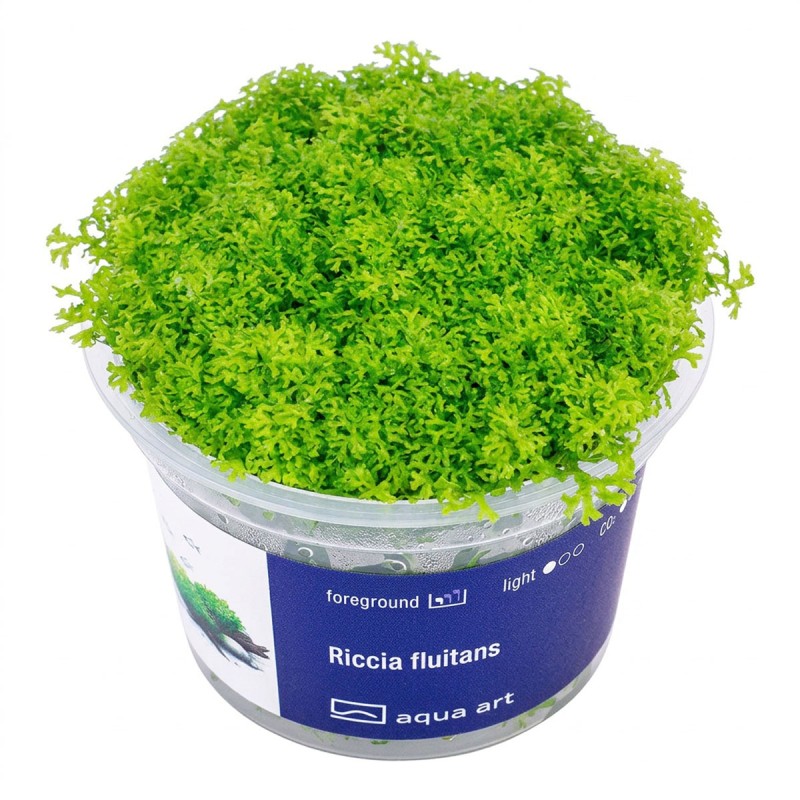 Riccia fluitans - roślina do akwarium Riccia fluitans - roślina do akwarium