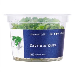 Salvinia auriculata - roślina do akwarium