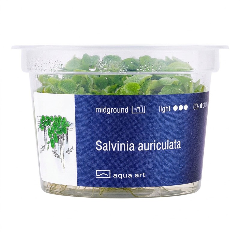 Salvinia auriculata - roślina do akwarium