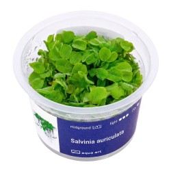 Salvinia auriculata - roślina do akwarium