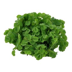 Salvinia auriculata - roślina do akwarium