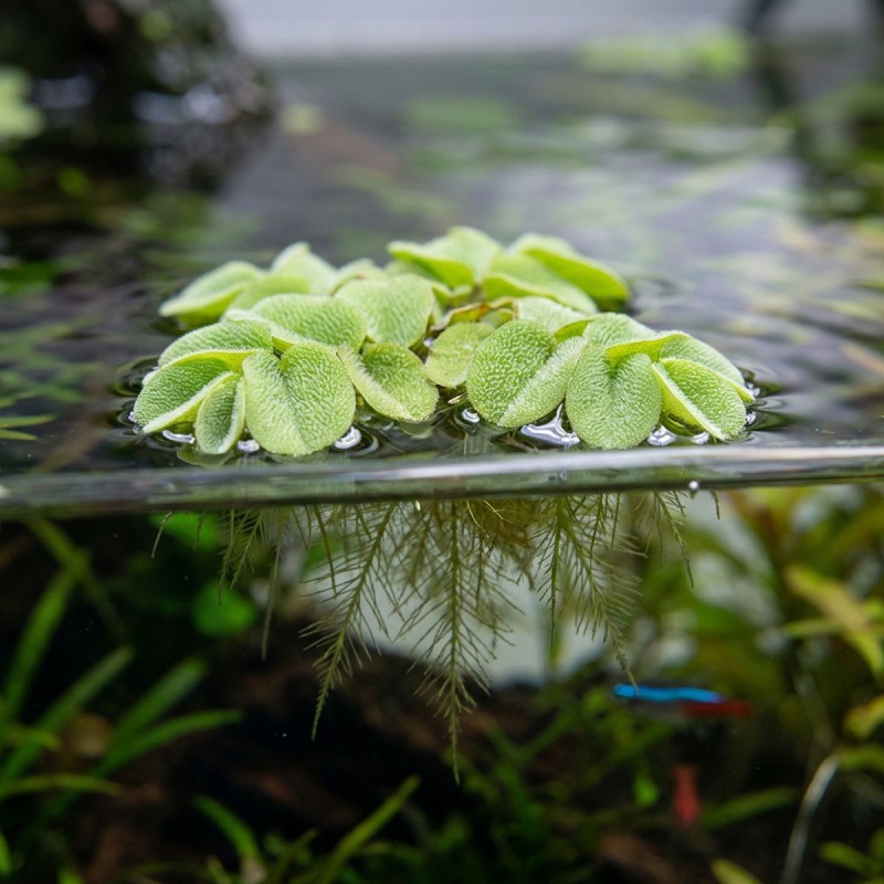 Salvinia auriculata - roślina do akwarium