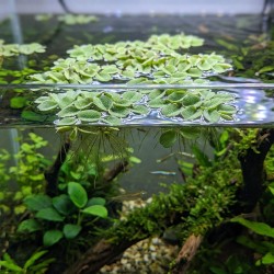 Salvinia auriculata - roślina do akwarium