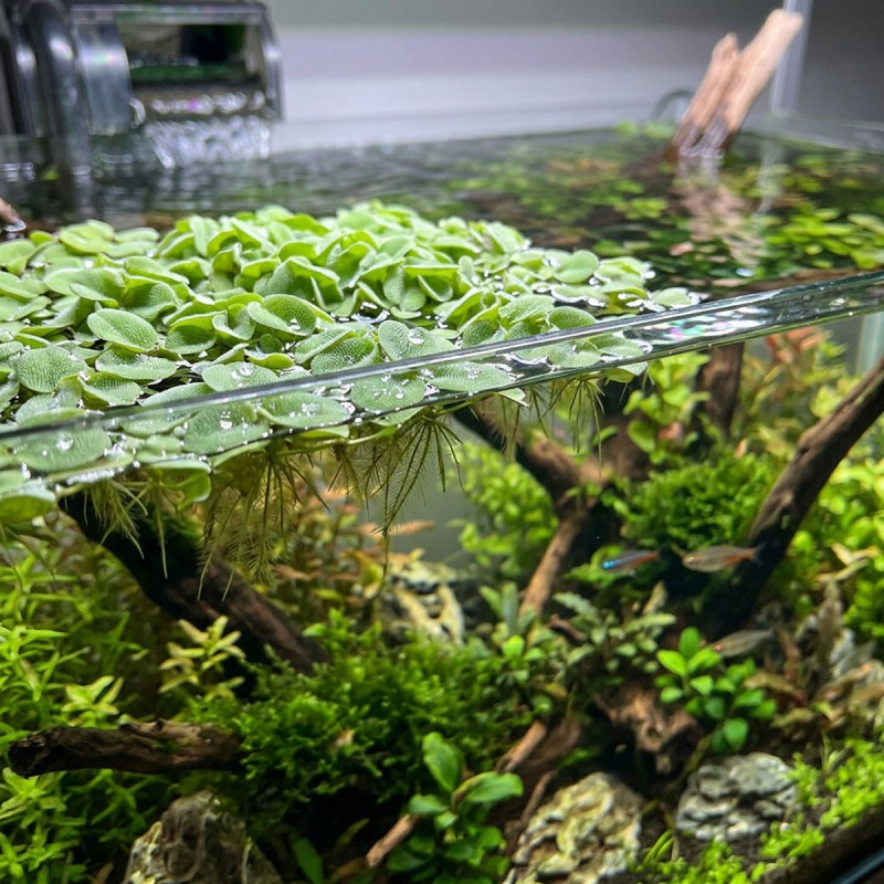 Salvinia auriculata - roślina do akwarium