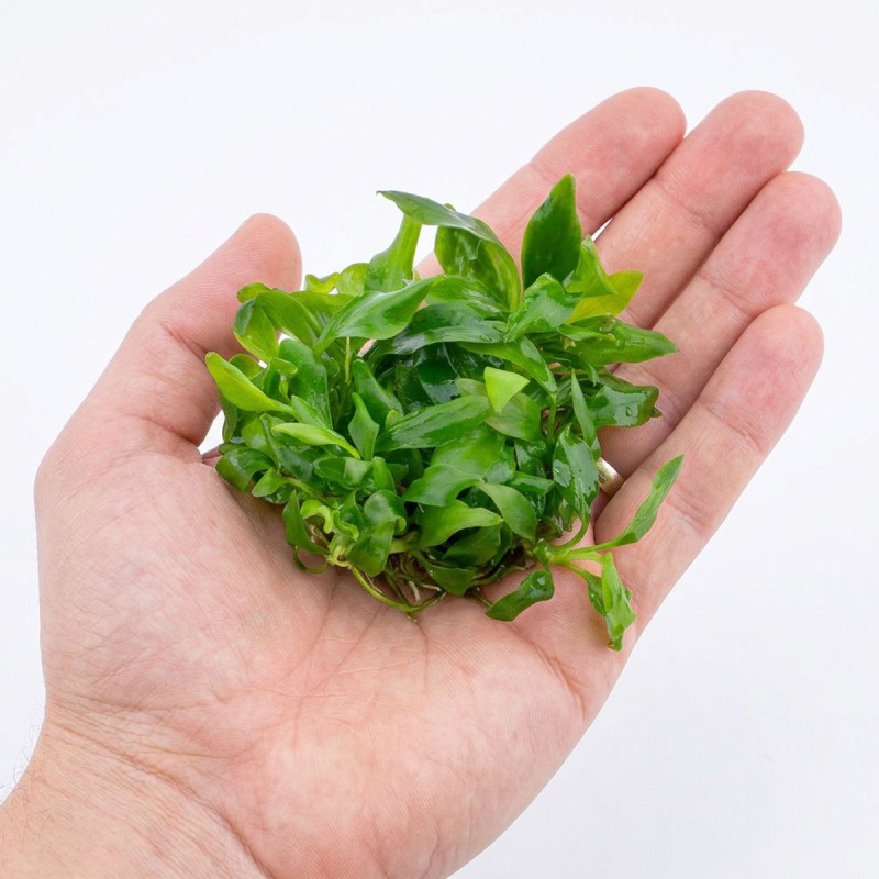 Anubias barteri var. glabra - roślina do akwarium