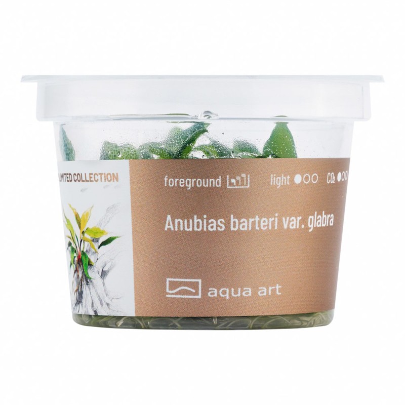 Anubias barteri var. glabra - roślina do akwarium