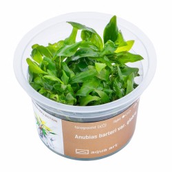 Anubias barteri var. glabra - roślina do akwarium