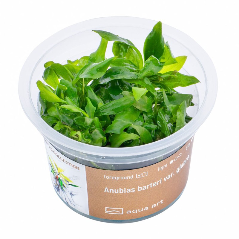 Anubias barteri var. glabra - roślina do akwarium