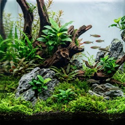 Anubias barteri var. glabra - roślina do akwarium