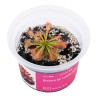 Drosera sp. Lantau island - roślina owadożerna rosiczka do terrarium