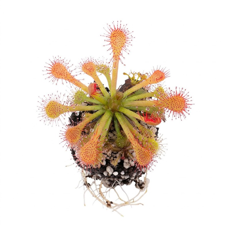Drosera sp. Lantau island - roślina owadożerna rosiczka do terrarium