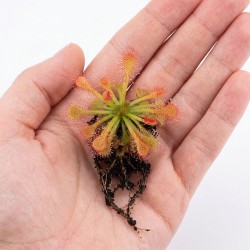 Drosera sp. Lantau island - roślina owadożerna rosiczka do terrarium