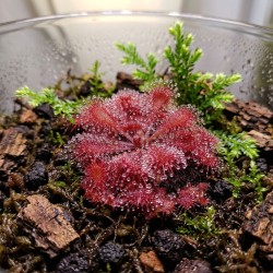 Drosera sp. Lantau island - roślina owadożerna rosiczka do terrarium