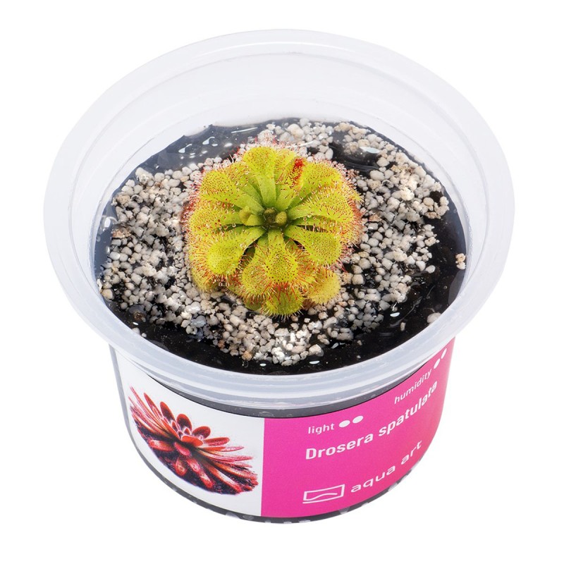 Drosera spatulata - roślina owadożerna rosiczka łyżeczkowata do terrarium