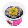 Drosera spatulata - roślina owadożerna rosiczka łyżeczkowata do terrarium