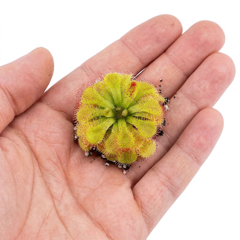 Drosera spatulata - roślina owadożerna rosiczka łyżeczkowata do terrarium