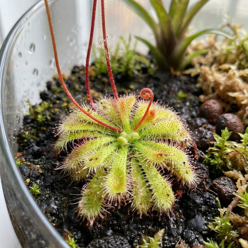 Drosera spatulata - roślina owadożerna rosiczka łyżeczkowata do terrarium