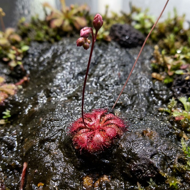 Drosera spatulata - roślina owadożerna rosiczka łyżeczkowata do terrarium