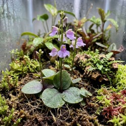 Utricularia calycifida - roślina owadożerna pęcherzyca do terrarium