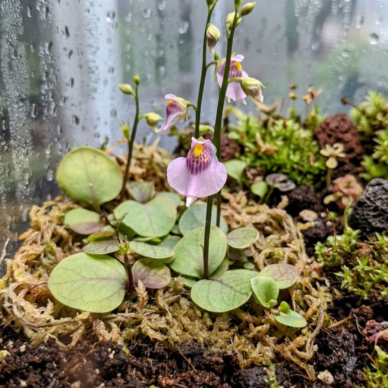 Utricularia calycifida - roślina owadożerna pęcherzyca do terrarium