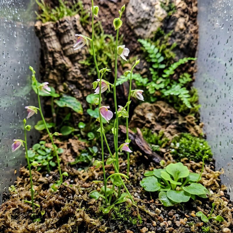 Utricularia calycifida - roślina owadożerna pęcherzyca do terrarium