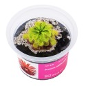 Drosera nidiformis x natalensis – roślina owadożerna hybryda rosiczki do terrarium