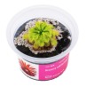 Drosera nidiformis x natalensis – roślina owadożerna hybryda rosiczki do terrarium