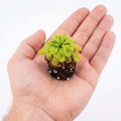 Drosera nidiformis x natalensis – roślina owadożerna hybryda rosiczki do terrarium