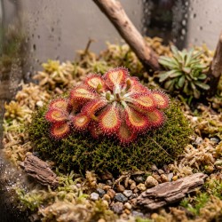 Drosera nidiformis x natalensis – roślina owadożerna hybryda rosiczki do terrarium