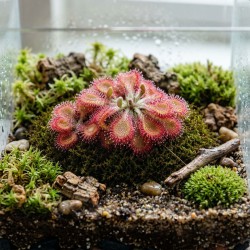 Drosera nidiformis x natalensis – roślina owadożerna hybryda rosiczki do terrarium