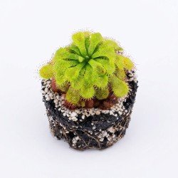 Drosera nidiformis x natalensis – roślina owadożerna hybryda rosiczki do terrarium