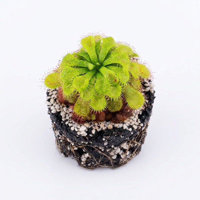 Drosera nidiformis x natalensis – roślina owadożerna hybryda rosiczki do terrarium