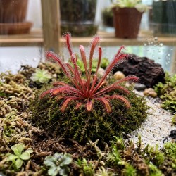 Drosera nidiformis x natalensis – roślina owadożerna hybryda rosiczki do terrarium