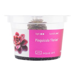 Pinguicula ‘Florian' - roślina owadożerna tłustosz do terrarium
