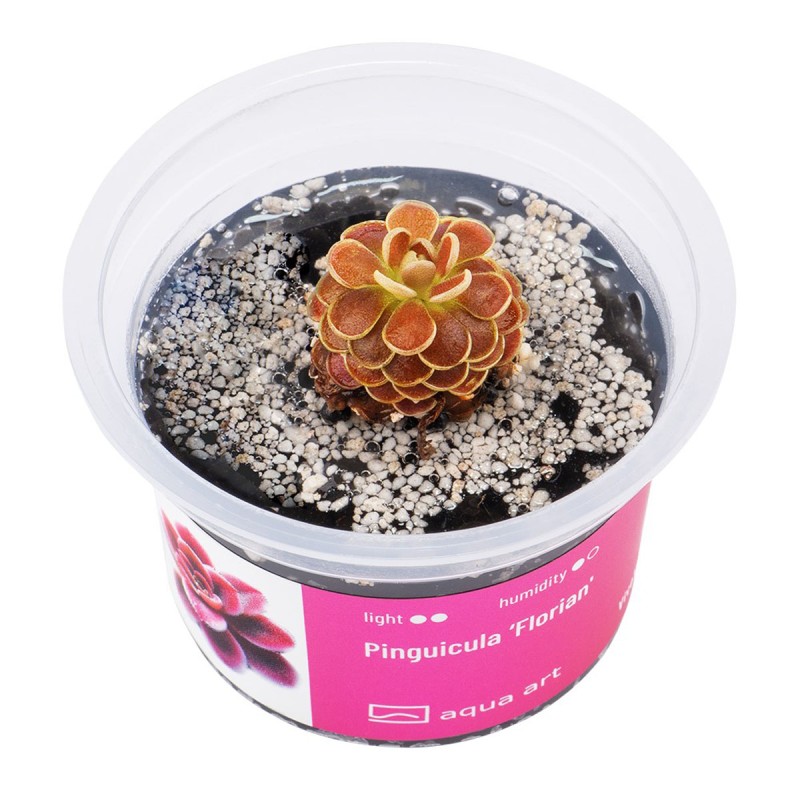 Pinguicula ‘Florian' - roślina owadożerna tłustosz do terrarium