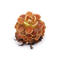 Pinguicula ‘Florian' - roślina owadożerna tłustosz do terrarium