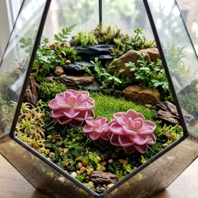 Pinguicula ‘Florian' - roślina owadożerna tłustosz do terrarium