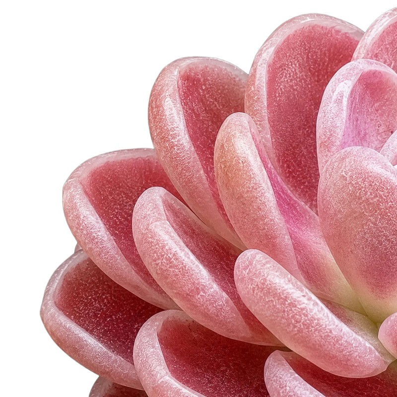 Pinguicula ‘Florian' - roślina owadożerna tłustosz do terrarium