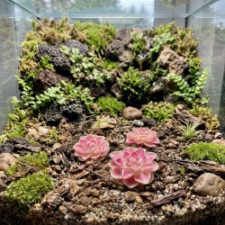 Pinguicula ‘Florian' - roślina owadożerna tłustosz do terrarium