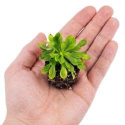 Stylidium debile - roślina katapulta do terrarium Stylidium debile - roślina katapulta do terrarium