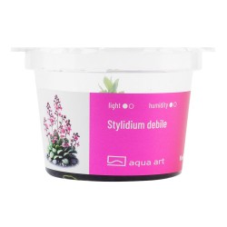 Stylidium debile - roślina katapulta do terrarium Stylidium debile - roślina katapulta do terrarium