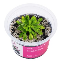 Stylidium debile - roślina katapulta do terrarium